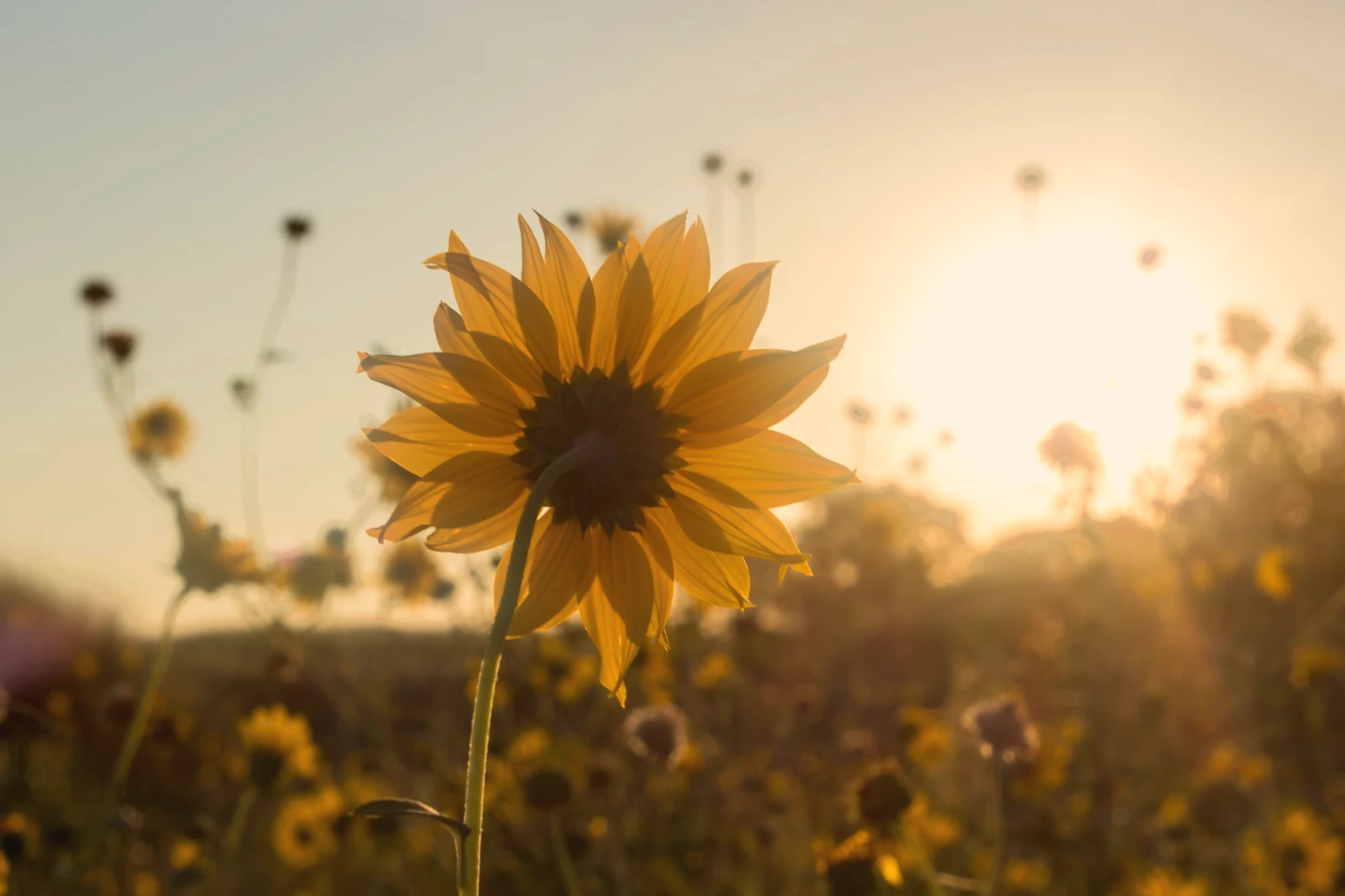 Backlit sunflower at sunset with a warm halation glow around the bright highlights