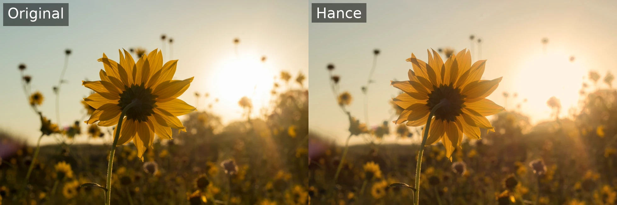 Side-by-side of the same sunflower at sunset: left is the untouched original, right is graded in Hance with a warm white balance, a touch more exposure, and highlights-only halation. The glow stays on the bright rim and sun without flooding the whole sky
